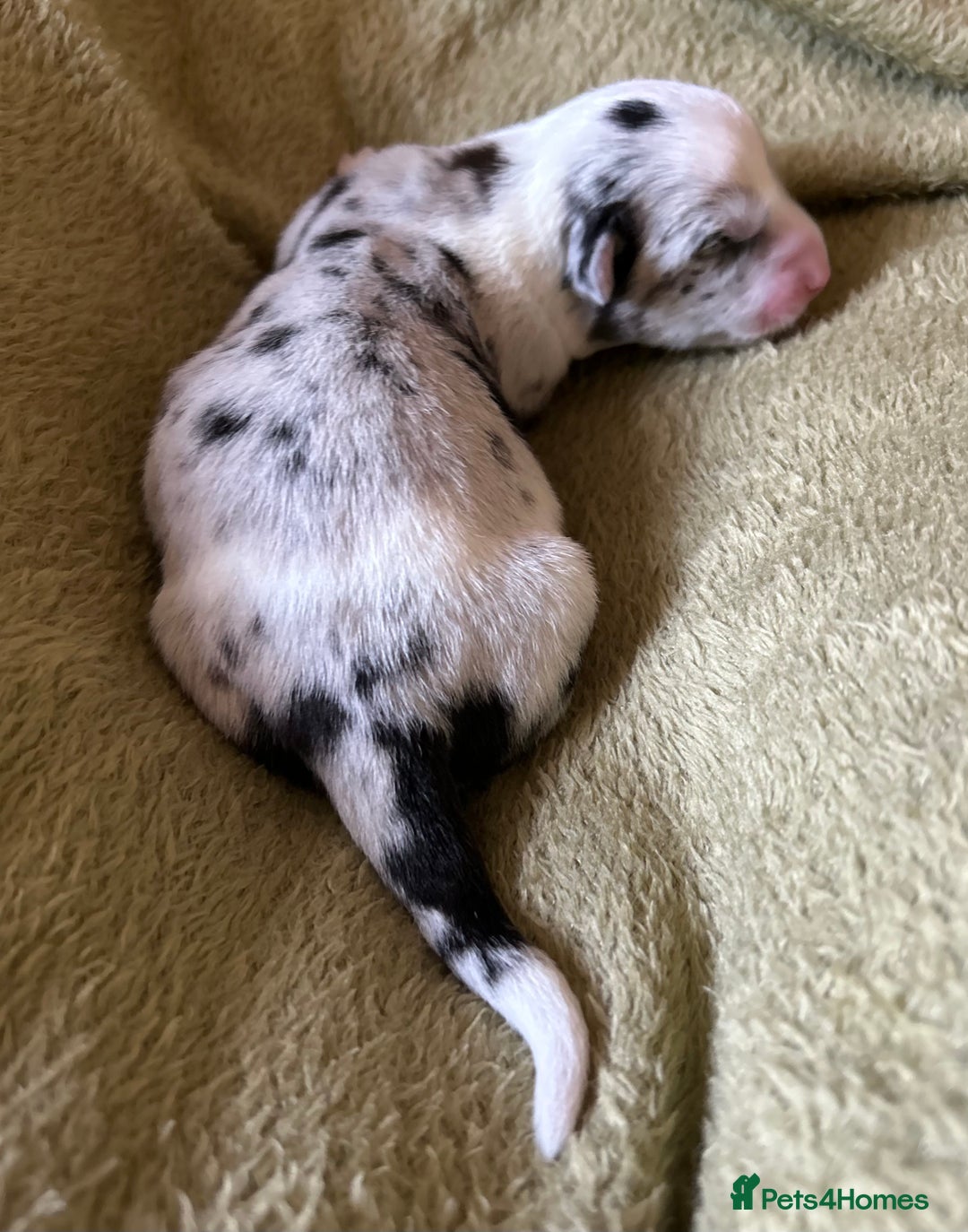 Welsh Corgi Cardigan dogs for sale: Show Quality KC Pedigree Corgi Cardigan Puppies  - Image 33
