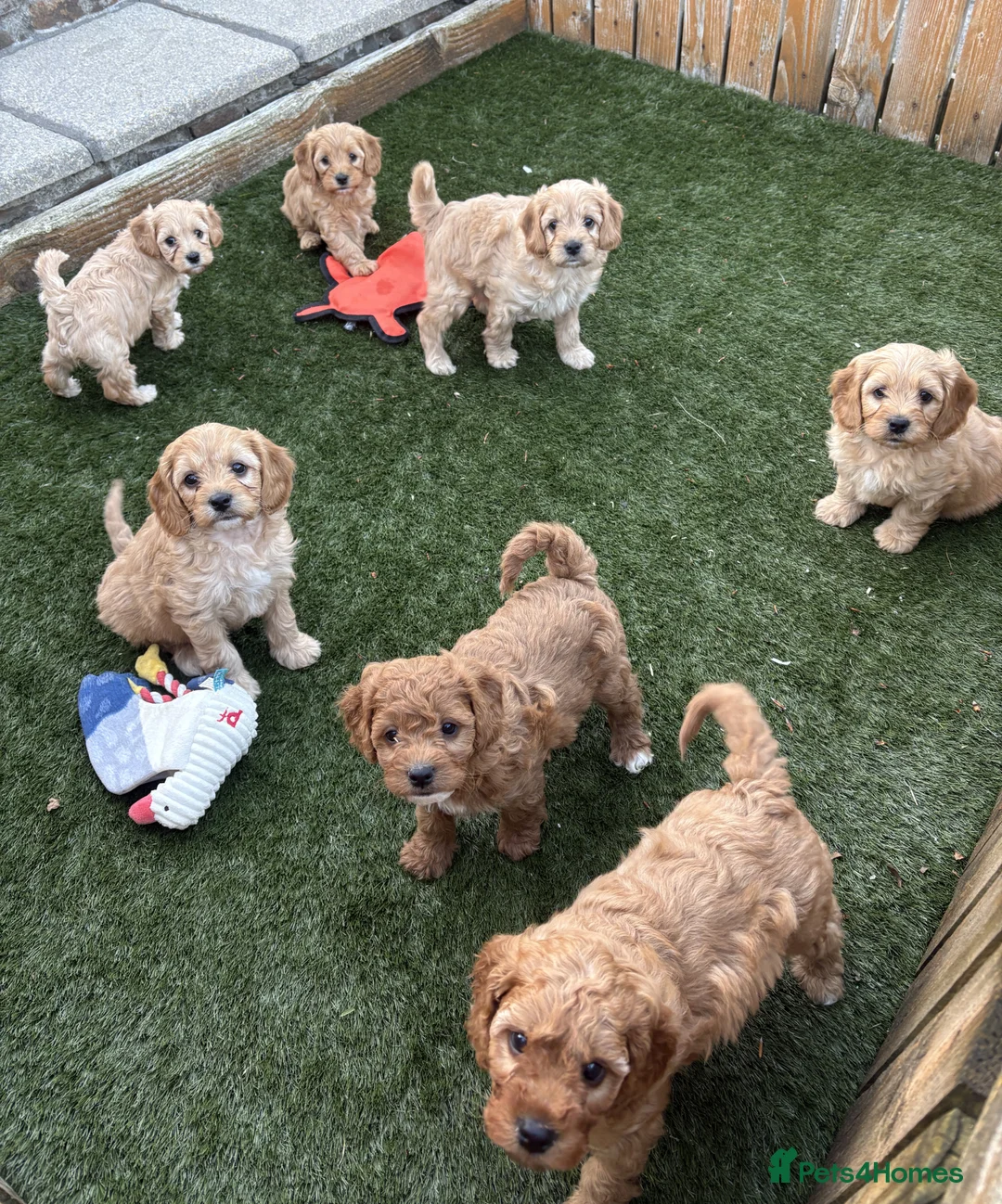 Cavapoochon dogs for sale: Stunning litter of Cavapoochon pups. - Advert 1