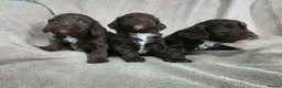 Cockapoo dogs for sale: F1 Chocolate Cockapoos. DNA Health Tested - Advert 21