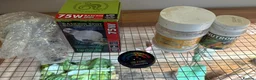 Tortoise reptiles for sale: Horsfield Tortoise with Complete Vivarium Setup - Advert 7
