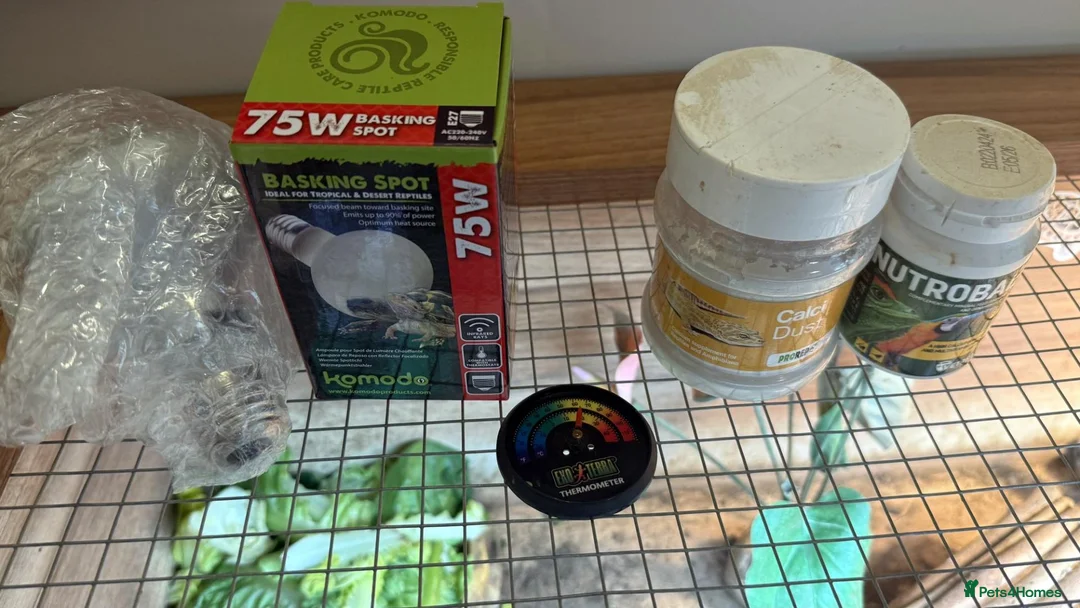 Tortoise reptiles for sale: Horsfield Tortoise with Complete Vivarium Setup - Advert 7