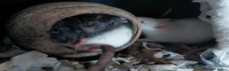 Rat rodents for sale: n 5 black with patch white belly and 5 girls left - Advert 20