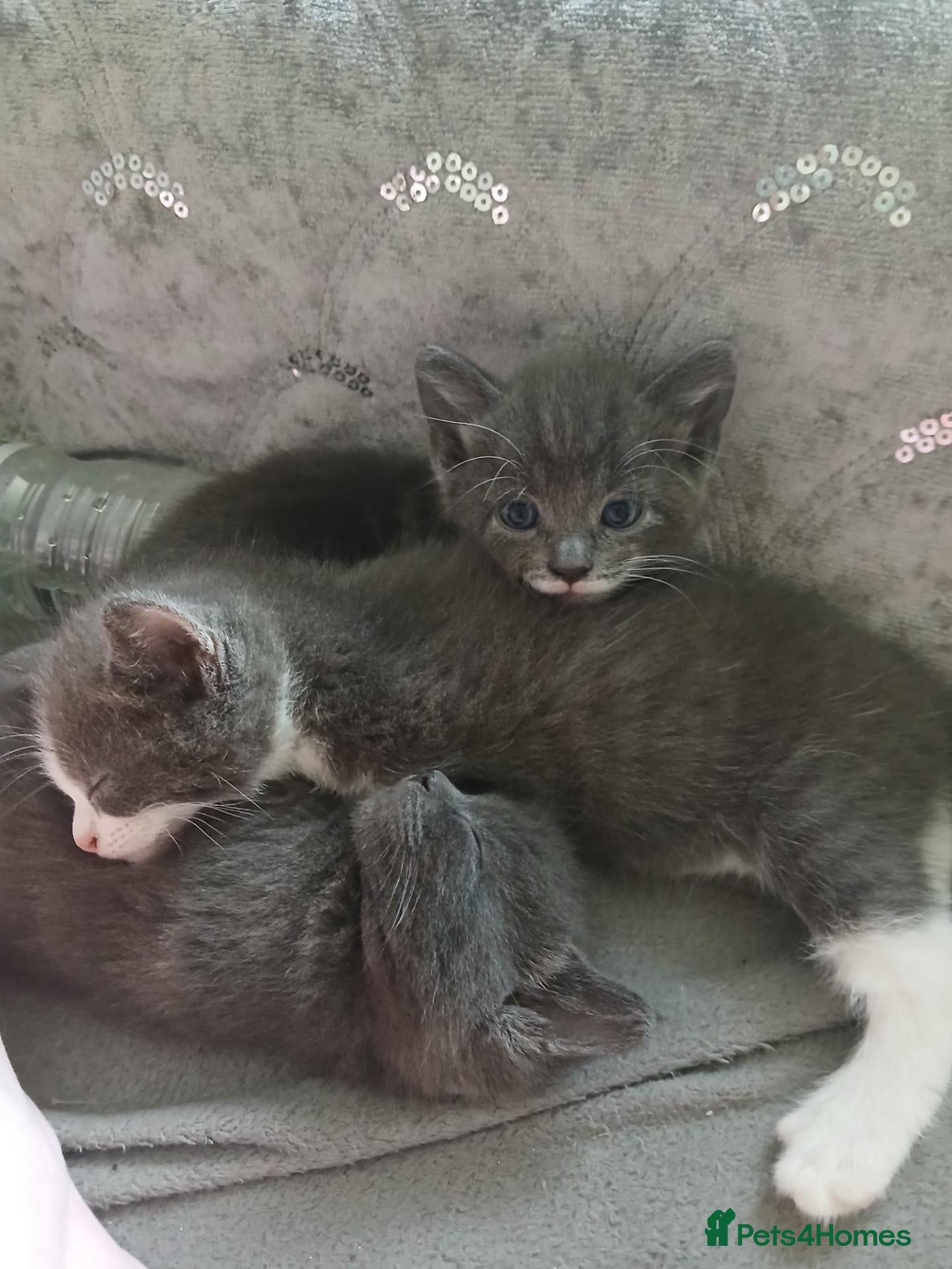 Mixed Breed cats 3 grey and white kittens  - Advert 2