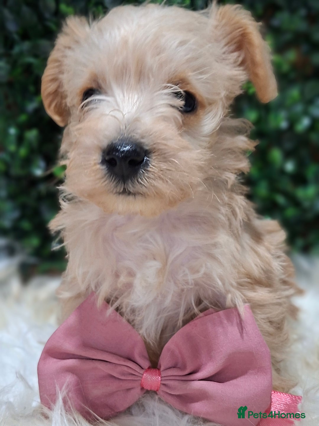 Mixed Breed dogs for sale: ✨ Exceptional Toy Schnoodle Puppies Available ✨ - Advert 7