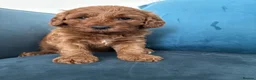 Australian Labradoodle dogs for sale: Australian Double Doodle Miniature puppies. - Advert 11