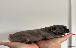 French Bulldog dogs for sale: Fluffy French Bulldog Puppies FOR SALE -  - Image 7