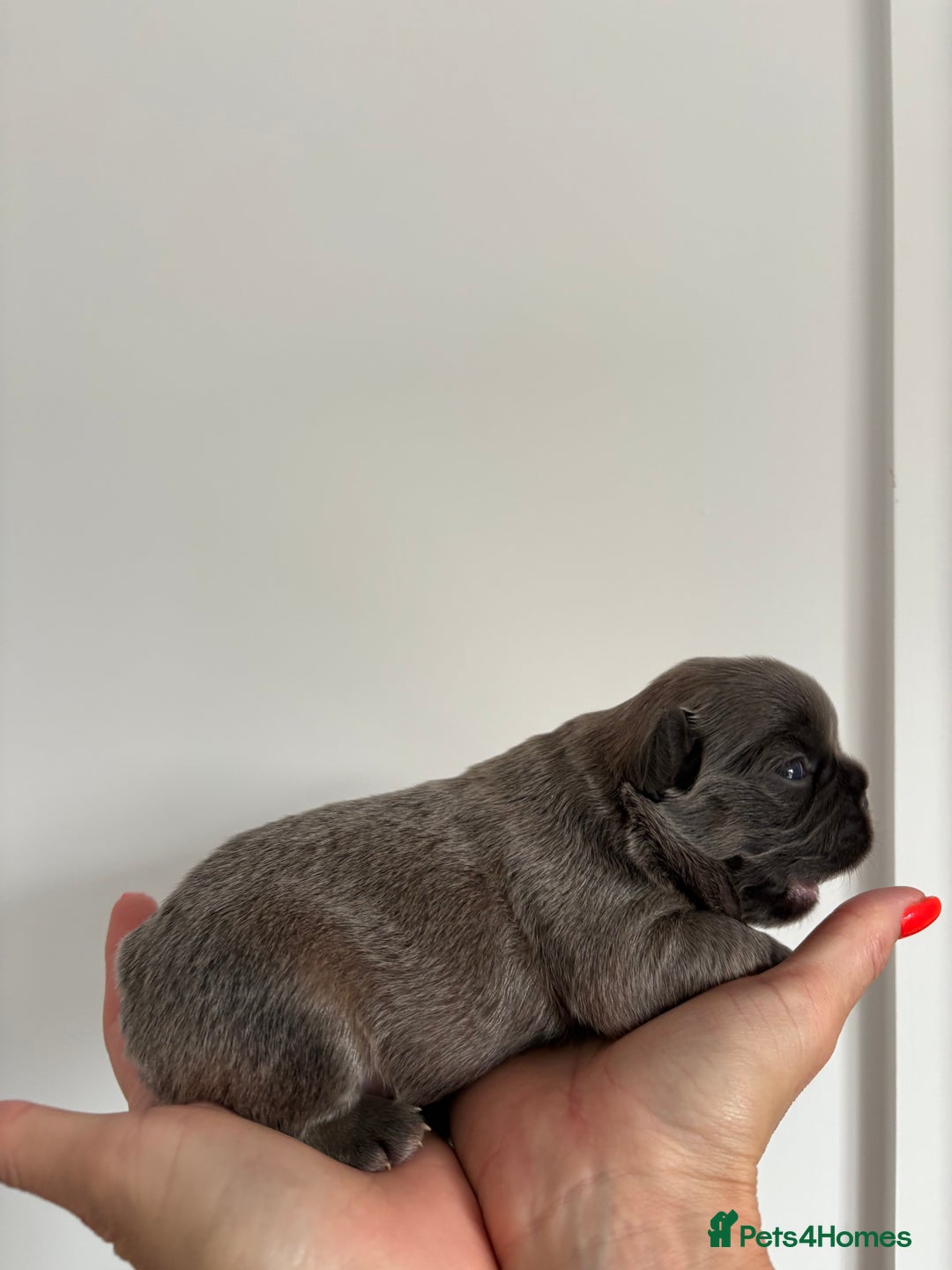 French Bulldog dogs for sale: Fluffy French Bulldog Puppies FOR SALE -  - Image 7