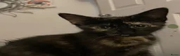 Mixed Breed cats for sale: Little black diamond - Advert 7