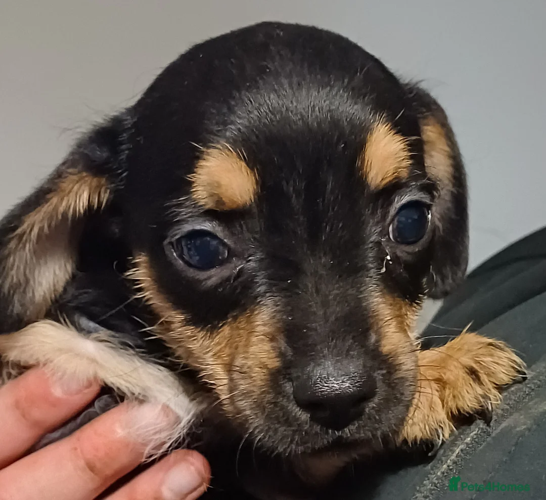 Mixed Breed dogs for sale: Adorable French Bulljack puppies  - Advert 2