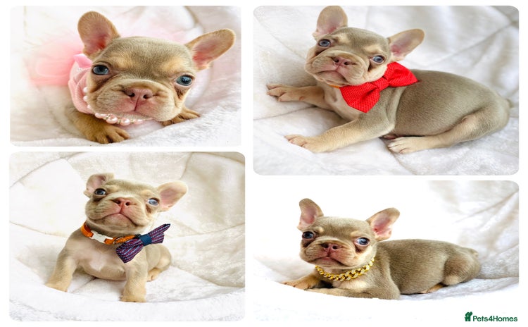French Bulldog dogs - Advert 3