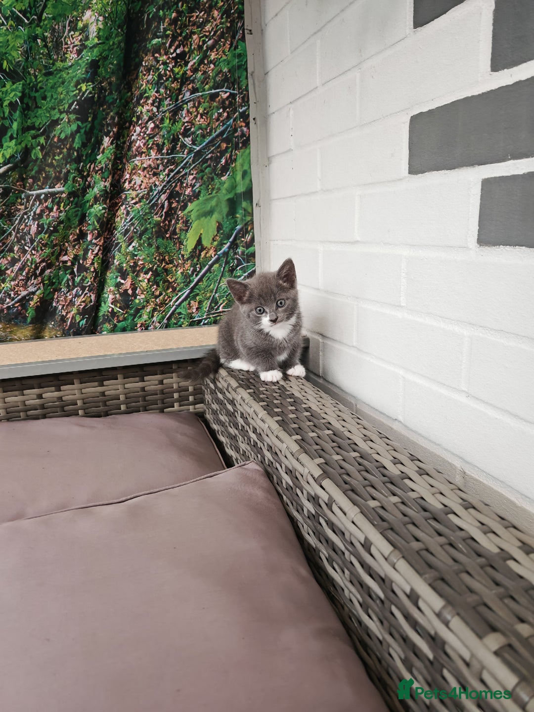 Mixed Breed cats for sale: 6 lovely brothers looking for new home - Image 13