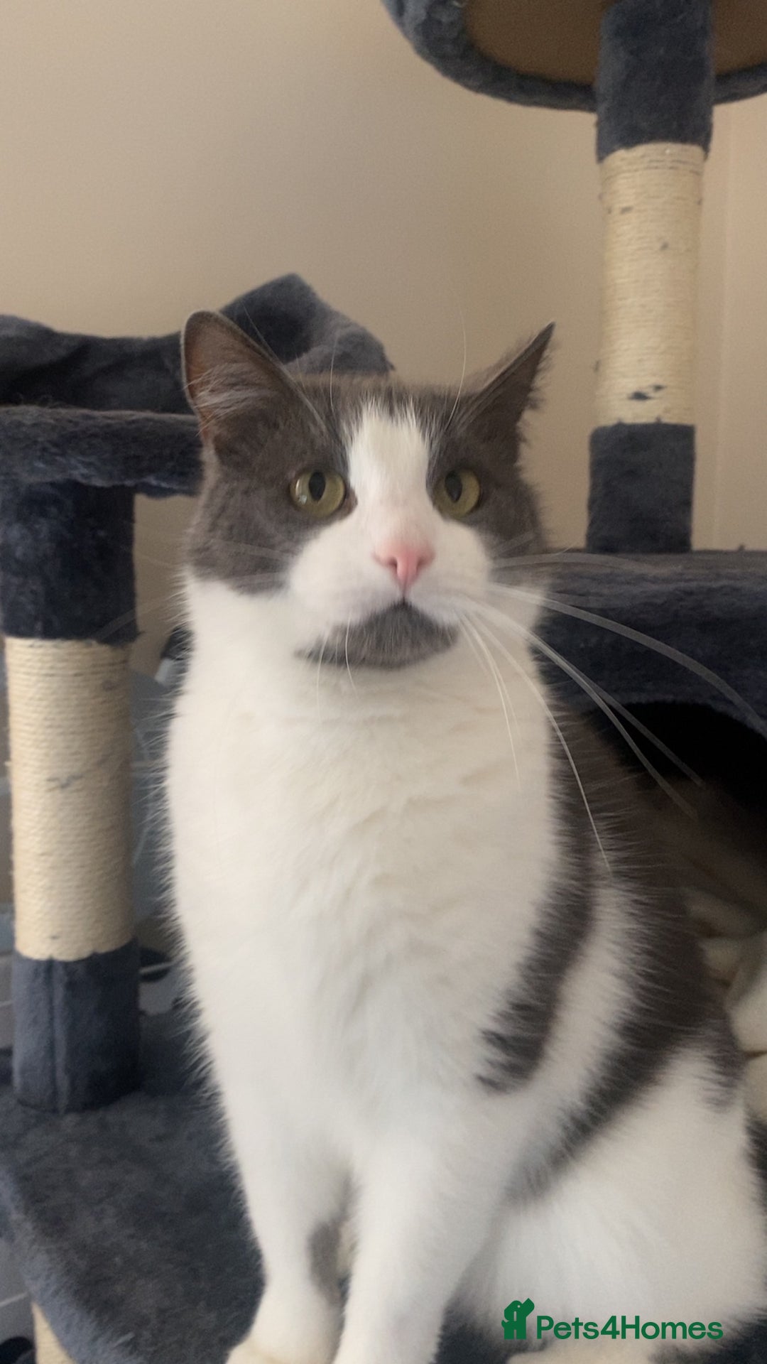 Mixed Breed cats for sale: Archie - Neutered Male House Cat  - Advert 4