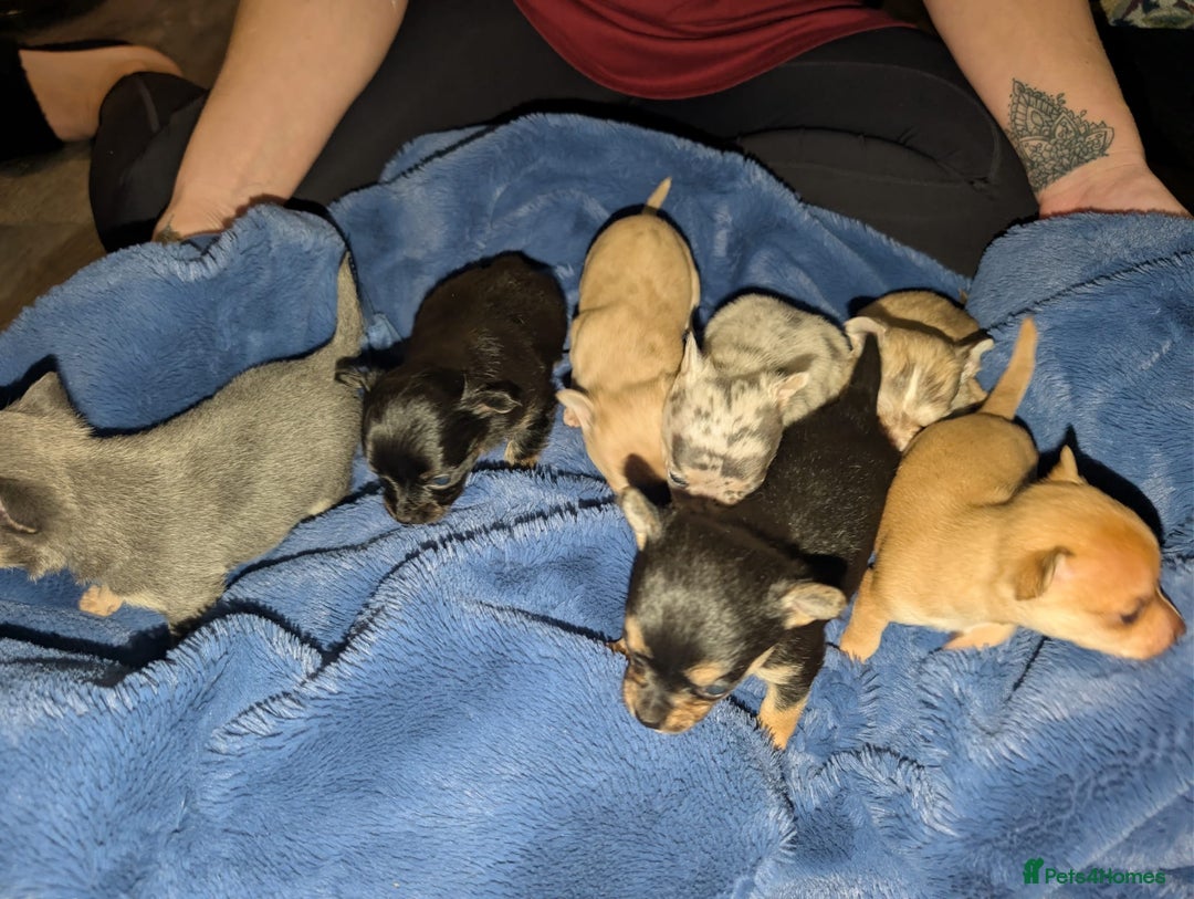 Chihuahua dogs for sale: GORGEOUS LONGHAIRED MERLE CHIHUAHUAS  - Advert 9