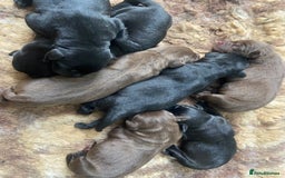 Labrador Retriever dogs for sale: KC registered Labrador pups ready October  - Image 5