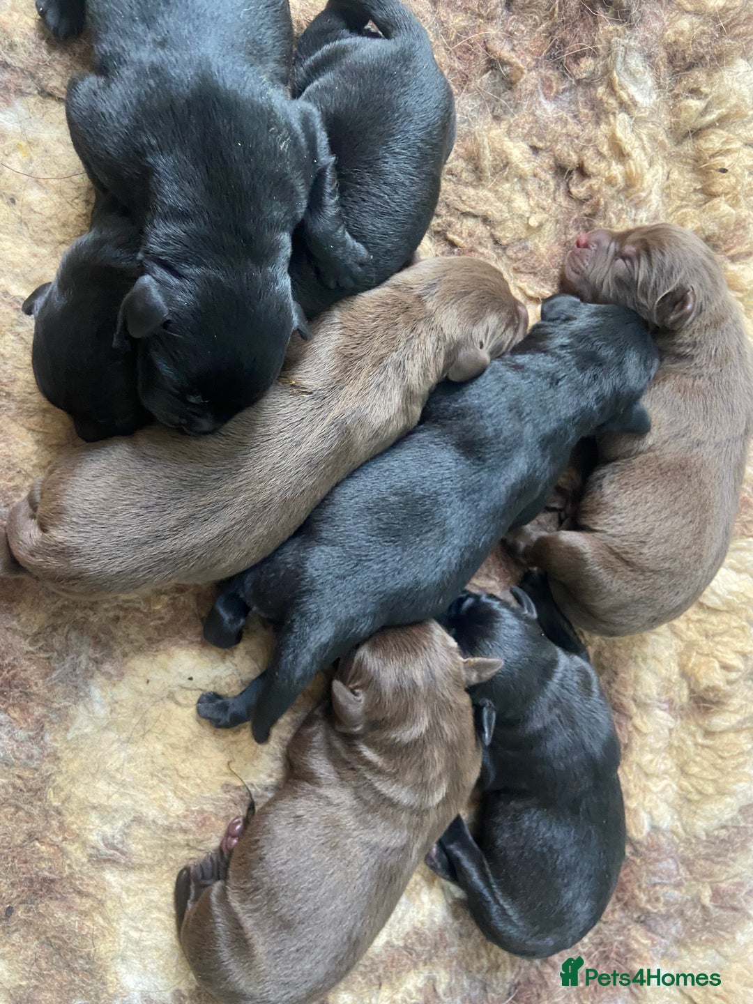 Labrador Retriever dogs for sale: KC registered Labrador pups ready October  - Image 5