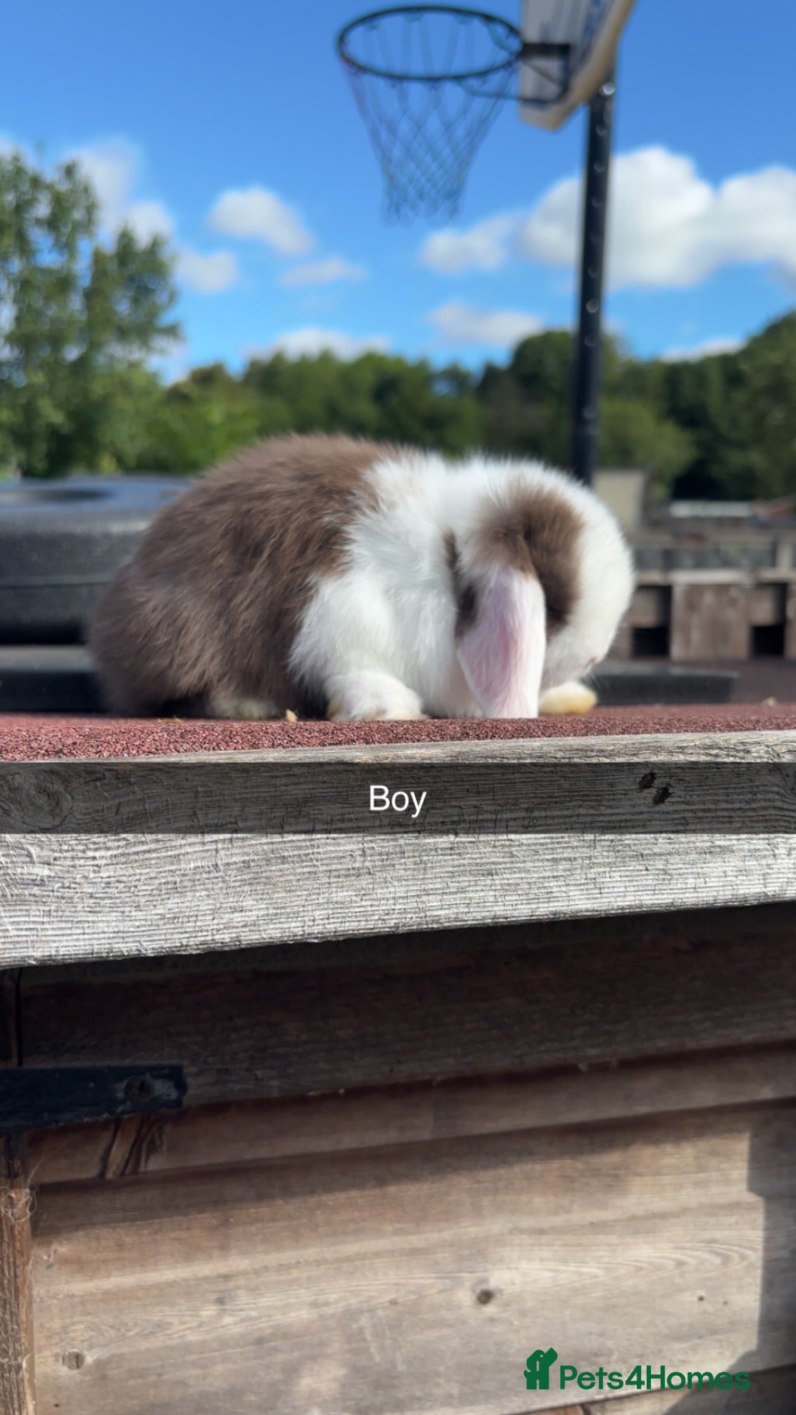 Mini Lop rabbits Mini Lop rabbits available to reserve  - Advert 2