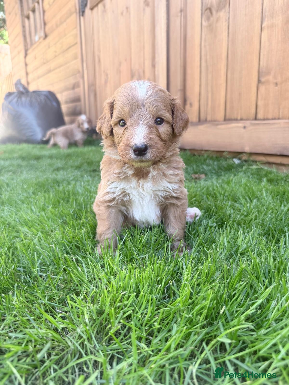 Bernedoodle dogs Beautiful Bernedoodles Puppies  - Advert 2