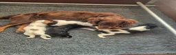 Cockalier dogs for sale: Super F1 Cockalier pups Ready Now Health Tested P - Advert 4