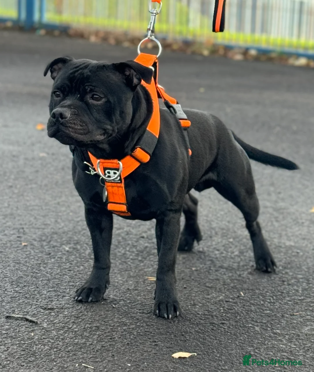 Staffordshire Bull Terrier dogs for stud: UNREAL KING KONG UK STUD (blue gene carrier) in Airdrie - Advert 4