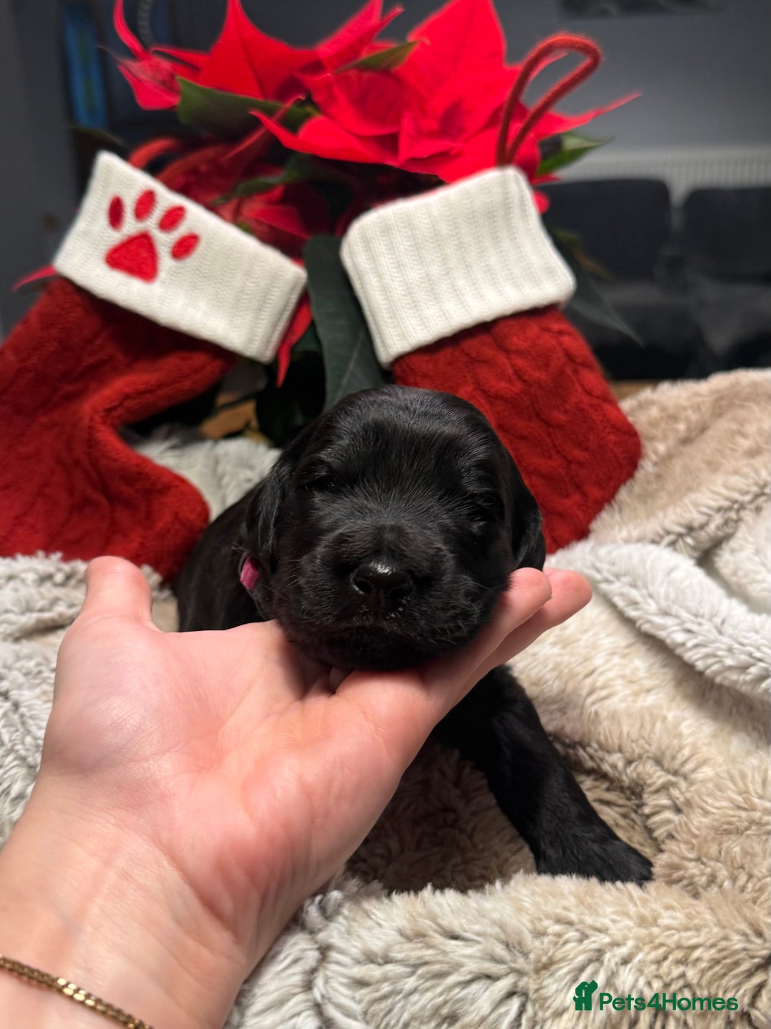 Goldendoodle dogs for sale: Health tested F1 Goldendoodle puppies  - Advert 25