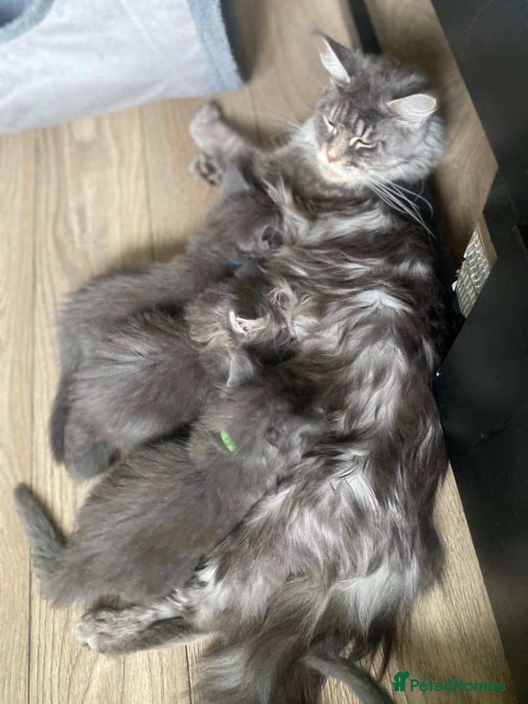 Maine Coon cats for sale: First Litter 6 Pure Maine Coon Kittens - Image 11