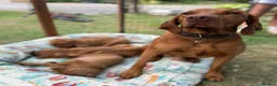 Hungarian Vizsla dogs for stud: KC registered, World Champion blood line stud.  - Advert 17