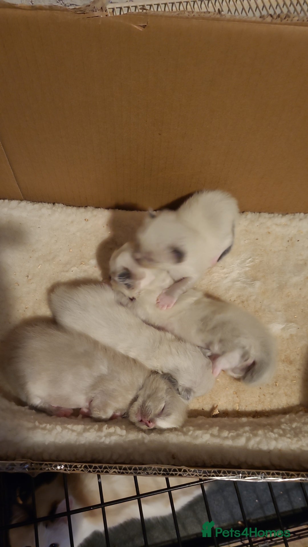 Ragdoll cats for stud: Proven chunky Ragdoll available for Stud  in Hull - Image 20