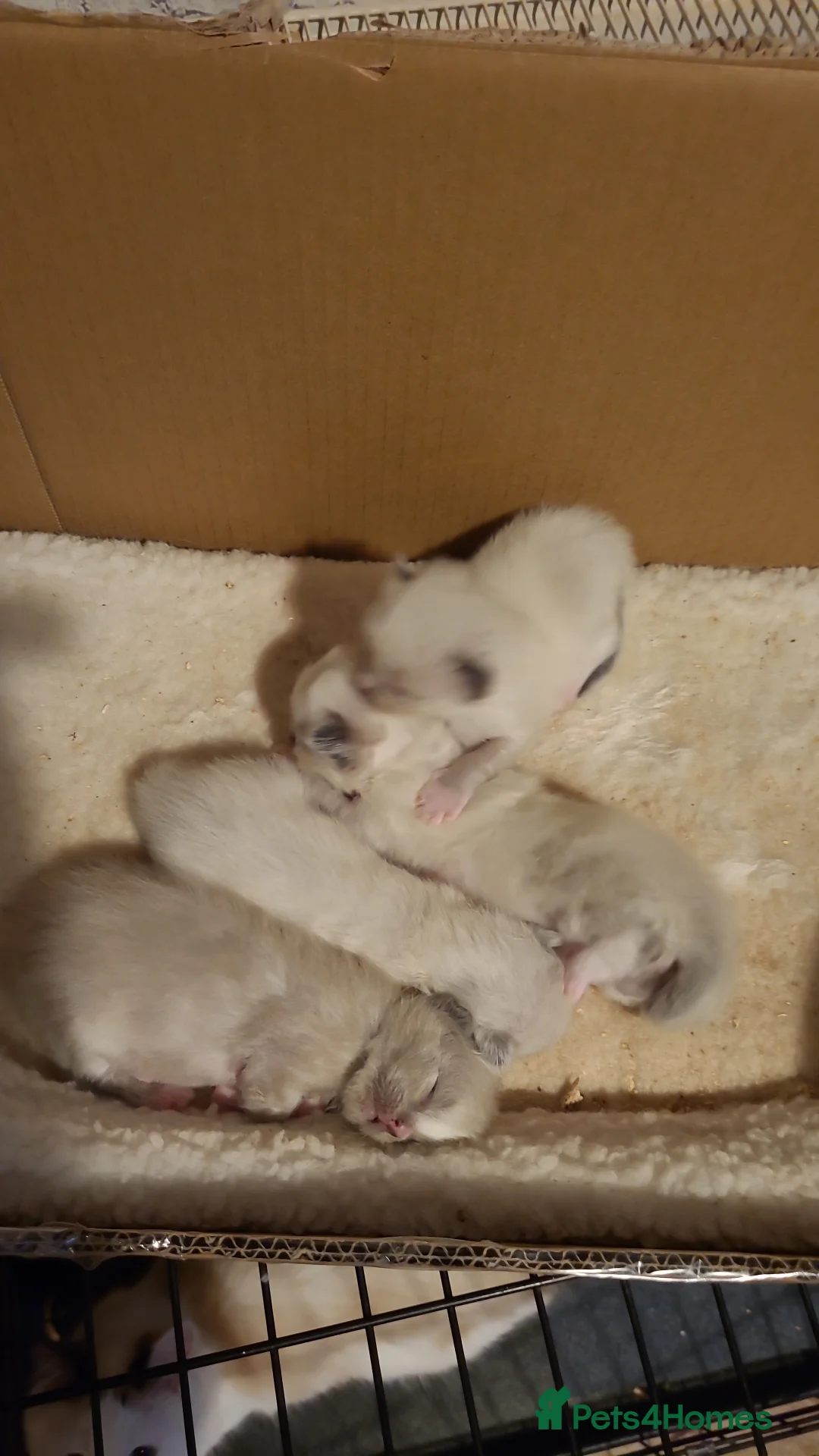 Ragdoll cats for stud: Proven chunky Ragdoll available for Stud  in Hull - Advert 20