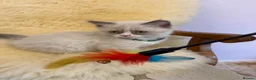 Ragdoll cats for sale: 💙 Stunning Purebred Ragdoll kittens  - Advert 13