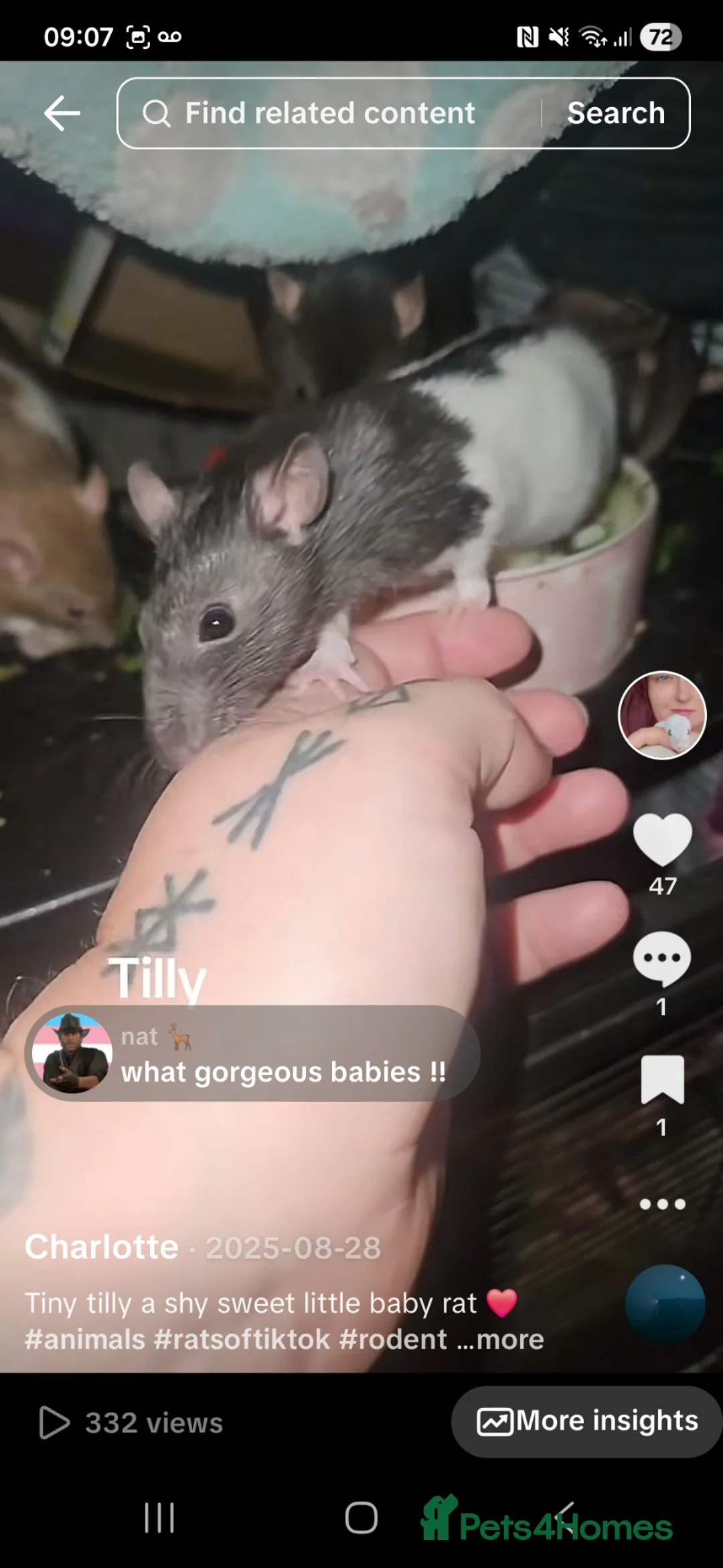 Rat rodents for sale: 5 female rats - Advert 5