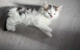 Mixed Breed cats for sale: Bengal/Maine Coone cross - Image 3