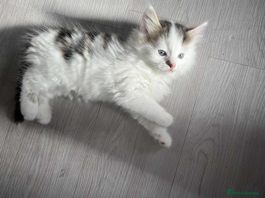 Mixed Breed cats for sale: Bengal/Maine Coone cross - Image 3