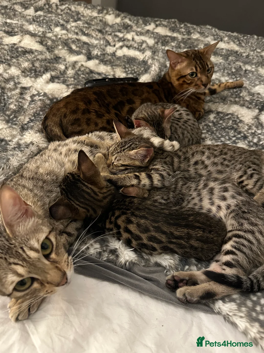 Bengal cats for sale: Sepia Bengal X Savannah kittens Extremely rare  - Advert 23