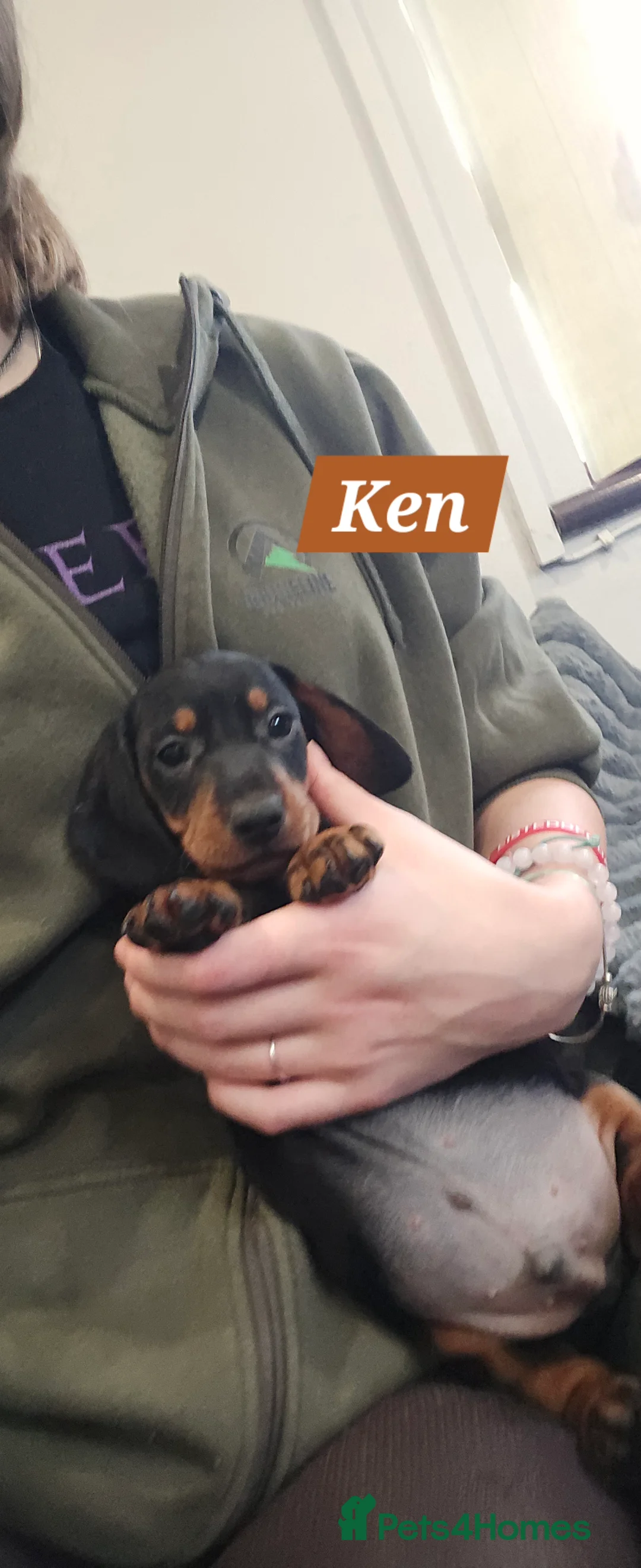 Dachshund dogs for sale: Beautiful Daxis - Advert 28