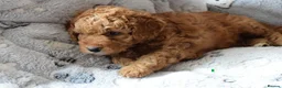 Cockapoo dogs for sale: 4 beautiful female cockapoos for sale - Advert 13