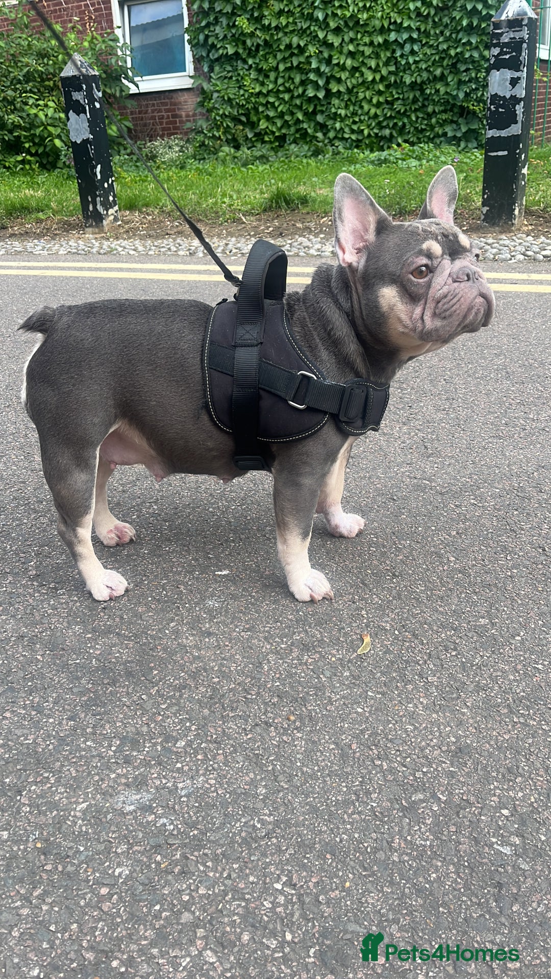 French Bulldog dogs for sale: London’s French Bulldog Puppies 🏴󠁧󠁢󠁥󠁮󠁧󠁿 - Advert 7