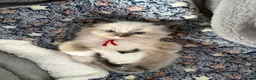 Ragdoll cats for sale: Magical - Advert 11