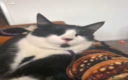 Mixed Breed cats for sale: Aurora £30 with cat carrier and some toys  - Image 5