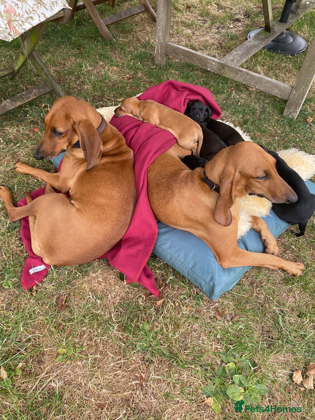 Mixed Breed dogs for sale: Italian Segugio/labrador Easter Love Affair - Image 4