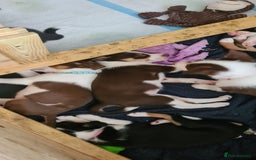 Border Collie dogs for sale: Border collie puppies  - Image 11