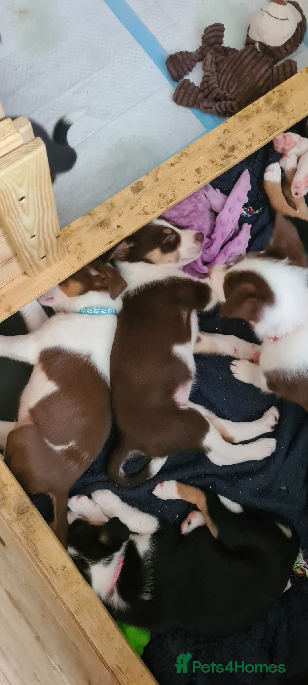 Border Collie dogs for sale: Border collie puppies  - Image 11