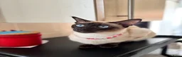 Siamese cats for sale: Two Beautiful Siamese Cats for sale  in Leeds - Advert 6
