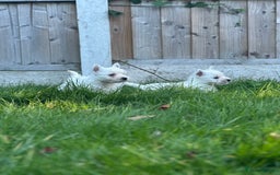 West Highland Terrier dogs for sale: West highland terrier puppies - Image 14