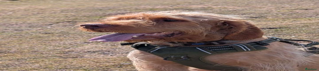 Hungarian Vizsla (Dax)