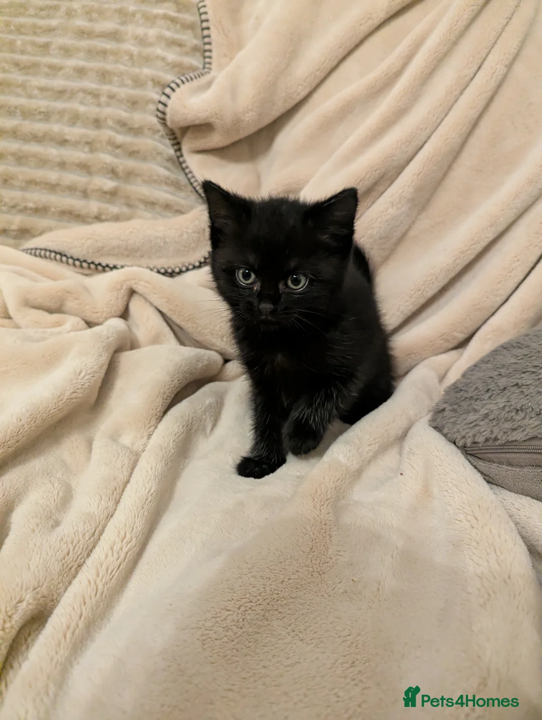 Mixed Breed cats for sale: Last kitten remaining  - Advert 4