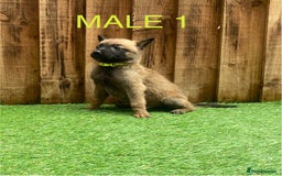 Belgian Shepherd Dog dogs for sale: Beautiful Belgium Malinois pups for sale  - Image 17