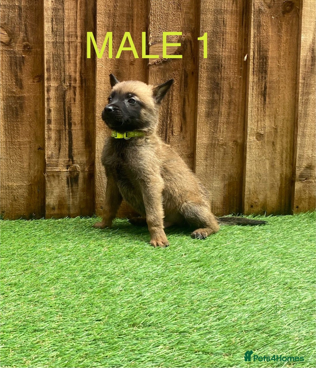 Belgian Shepherd Dog dogs for sale: Beautiful Belgium Malinois pups for sale  - Image 17