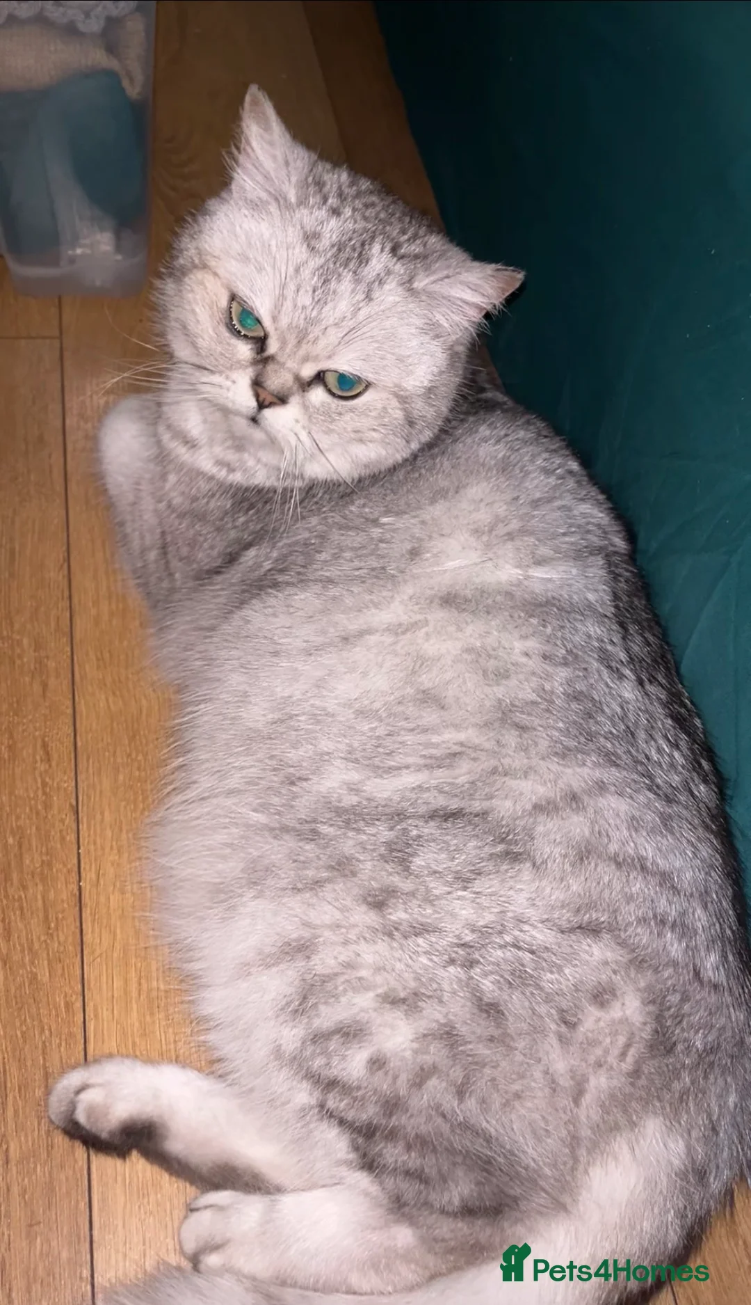 Scottish Fold cats for sale: Lovely girl  in Telford - Advert 1