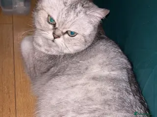 Scottish Fold cats Lovely girl in Telford - Advert 15