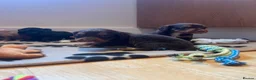 Cocker Spaniel dogs for sale: Cocker spaniel pups - Kc registered  - Advert 19